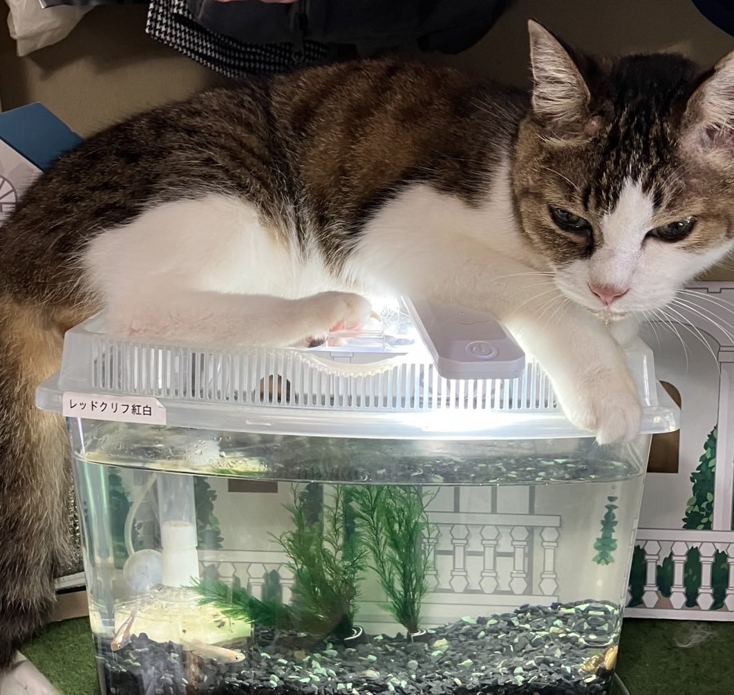 chisuke0615's tweet image. おはようございます☀️🥵水槽が涼しい😓

今週もゆるりとがんばりましょう😁

素敵な一日を😺🐾