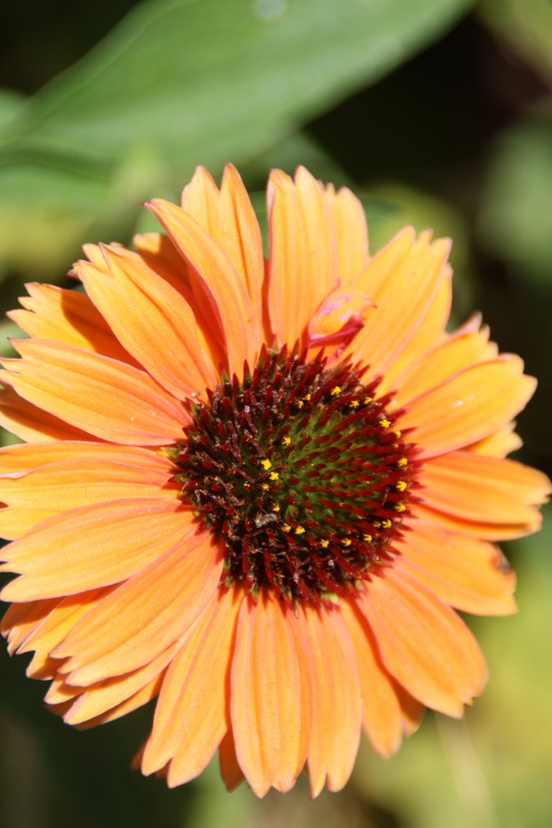 gontanokoneroku's tweet image. Echinacea 😇 

#Photography #Flowers #Echinacea