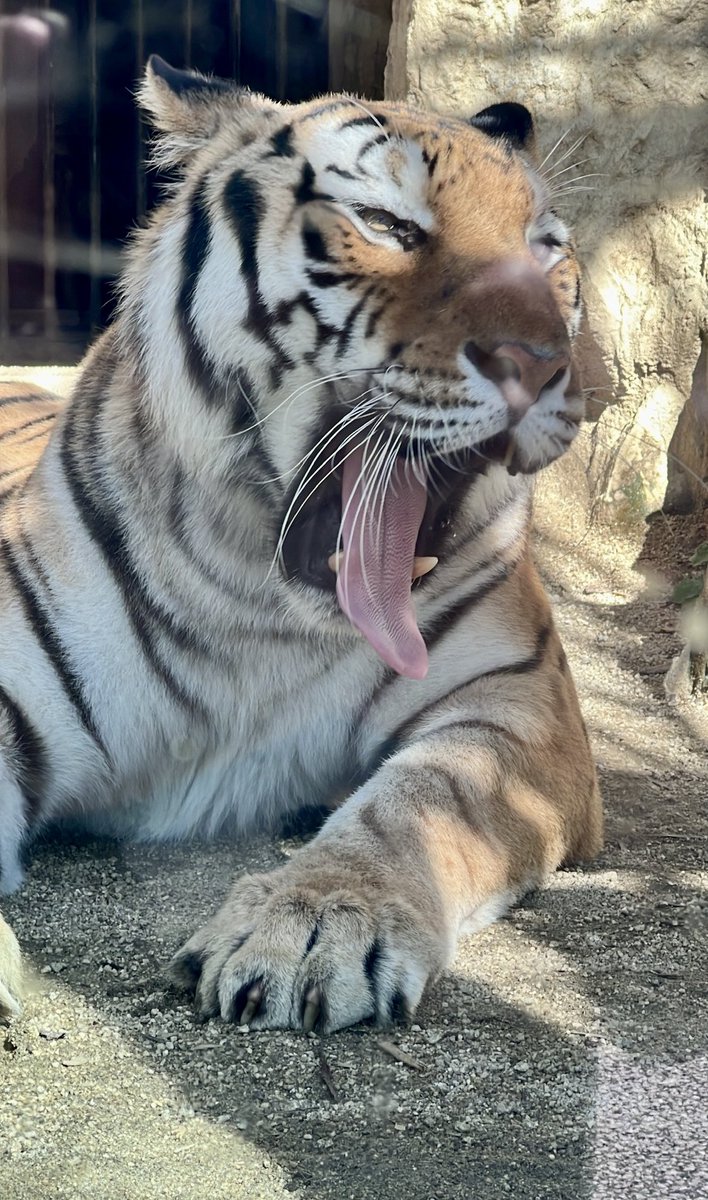 narguuu's tweet image. チャチャさんと、#日本平動物園 の #フジ くん、15歳のお誕生日おめでとう🎉これからも元気に過ごしてね🐅🐅✨
(2010/7/28 日本平動物園生まれ)
#アムールトラ #トラ
#チャチャ #お誕生日
#熊本市動植物園
