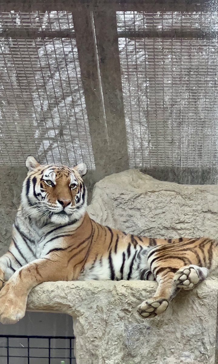 narguuu's tweet image. チャチャさんと、#日本平動物園 の #フジ くん、15歳のお誕生日おめでとう🎉これからも元気に過ごしてね🐅🐅✨
(2010/7/28 日本平動物園生まれ)
#アムールトラ #トラ
#チャチャ #お誕生日
#熊本市動植物園