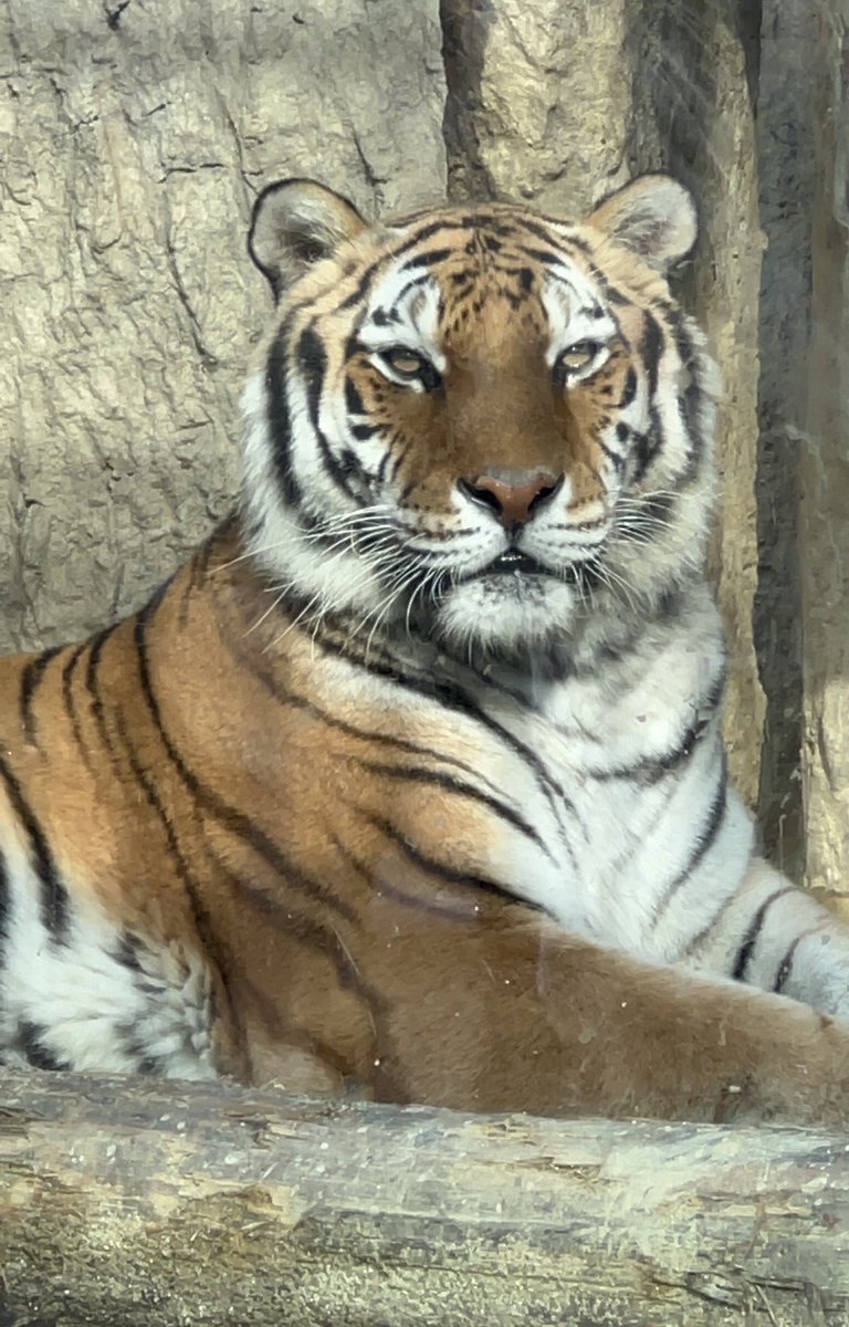 narguuu's tweet image. チャチャさんと、#日本平動物園 の #フジ くん、15歳のお誕生日おめでとう🎉これからも元気に過ごしてね🐅🐅✨
(2010/7/28 日本平動物園生まれ)
#アムールトラ #トラ
#チャチャ #お誕生日
#熊本市動植物園