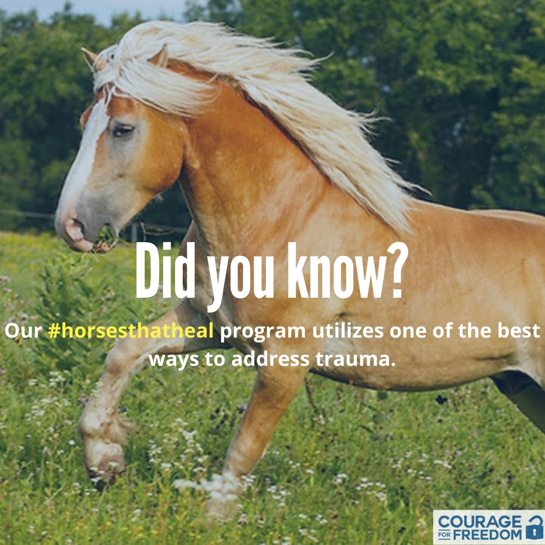 DYK that using horses to address trauma is one of the best ways to bring a fractured brain into a grounded space in heart, mind and body?  #horsesthatheal equines at Courage for Freedom know it is true!  Now you do too.  Safe, creative supports. #sundayfunday #sundayfacts