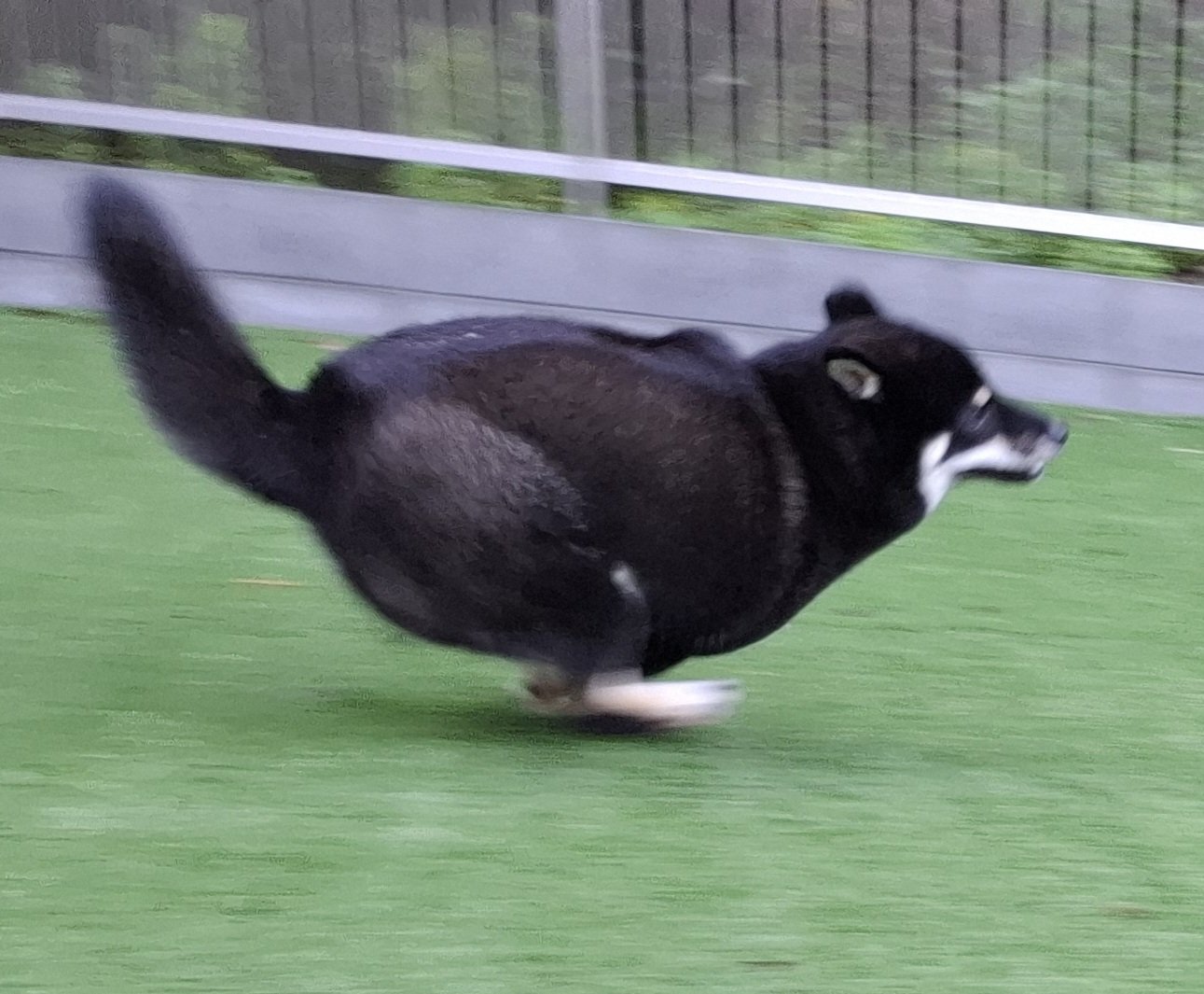 【黒柴あおい】 黒柴あおい🐾 on X: 