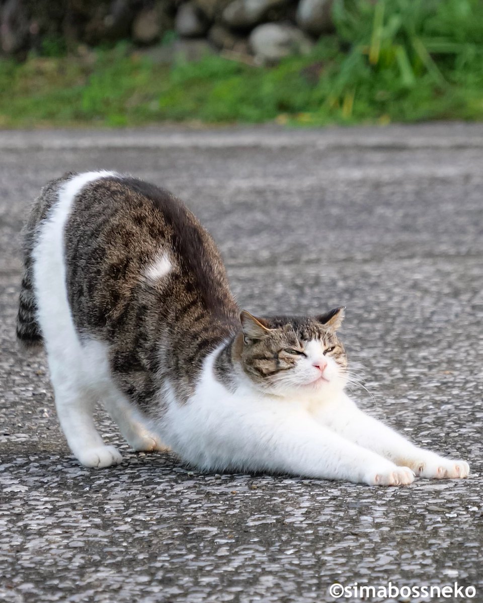 simabossneko's tweet image. のび〜〜〜〜〜〜〜〜っ✨✨
Streeeetch🐾🐾

#ストレッチ #猫 #cat