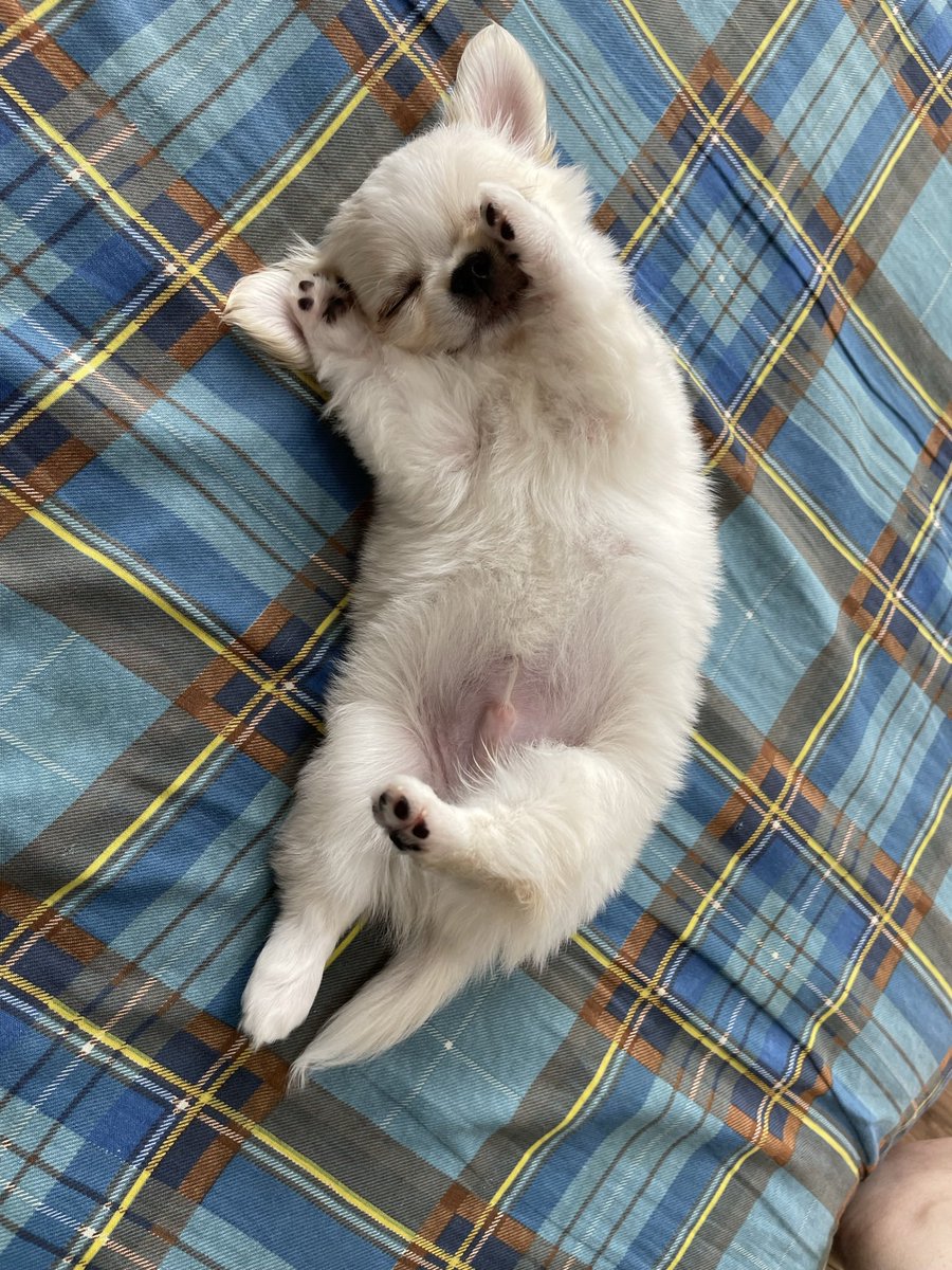 なつかしのおちびで
おはようございますなの🐾