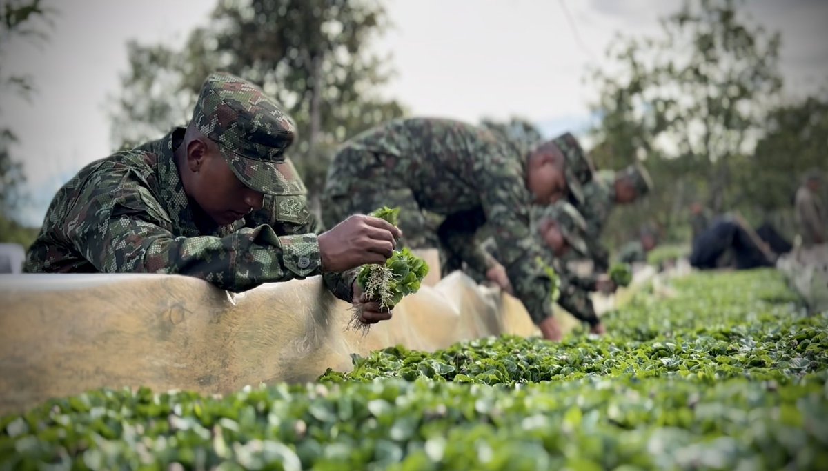 Tercera División del Ejército Nacional (@ejercito_div3) on Twitter photo 🌱 En cada chapola de café, nuestros soldados cultivan una nueva oportunidad.
Una semilla que nace con ayuda de las manos de mujeres y hombres del <a href="/COL_EJERCITO/">Ejército Nacional de Colombia</a> y crece hoy en tierras donde antes se intentó apagar la esperanza.
#NuestroCompromisoEs🇨🇴 🌱 En cada chapola de café, nuestros soldados cultivan una nueva oportunidad.
Una semilla que nace con ayuda de las manos de mujeres y hombres del <a href="/COL_EJERCITO/">Ejército Nacional de Colombia</a> y crece hoy en tierras donde antes se intentó apagar la esperanza.
#NuestroCompromisoEs🇨🇴