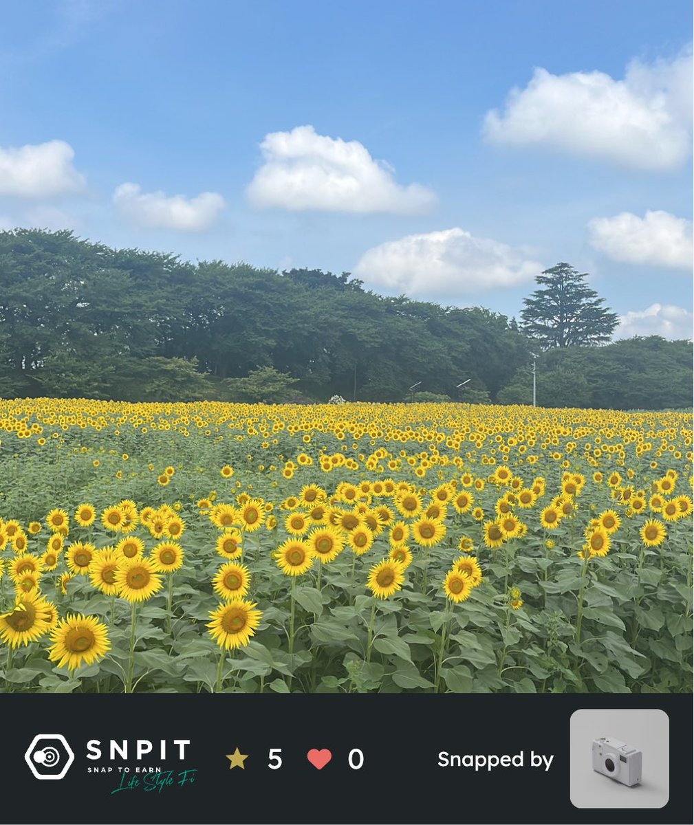imo64san's tweet image. おはようございます☀️
最近、近くの向日葵スポットをチェックしているのですが、今年は遅いようで良いタイミングで撮れないかも🥺📷

#SNPIT これは去年の今頃撮った🌻