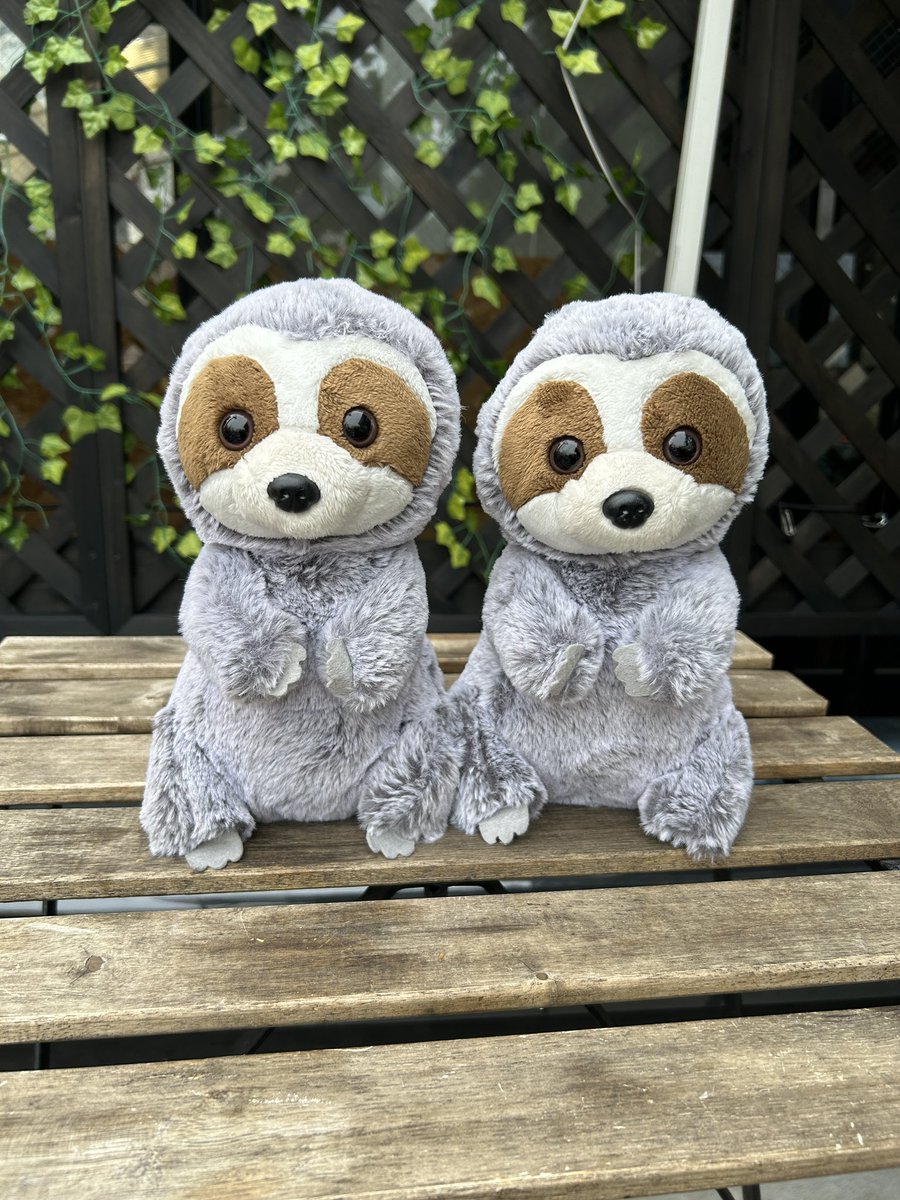 本日【RollSloth】はお休みです🦥💤

7月も残りわずか！
今週も暑い日が続くみたい💦

最大限の熱中症対策・紫外線対策をして
元気にお過ごしくださいね！

今日も一日がんばりましょう💪✨

#下北沢はしご酒週間 #下北沢はしご酒 #ナマケモノ #RollSloth #ロールスロース #下北 #下北沢 #下北グルメ