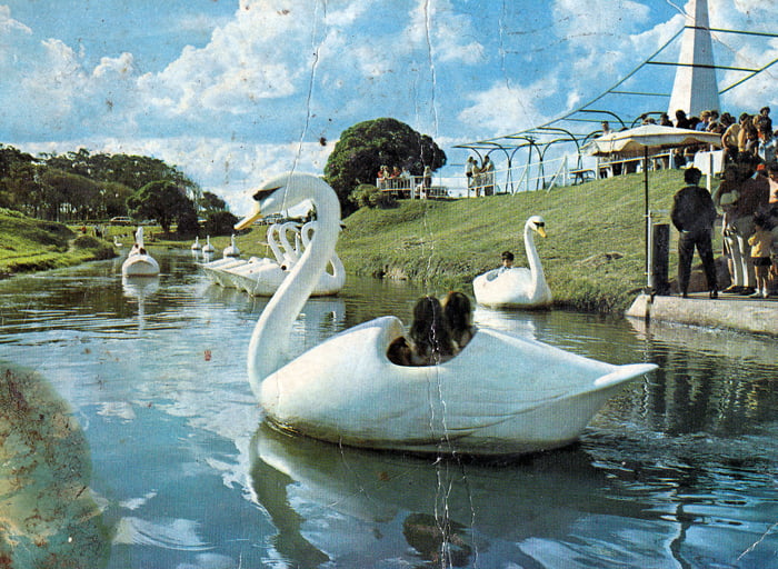 Para nostálgicos: los cisnes de Parque Camet. Mar del Plata, década del '70.
