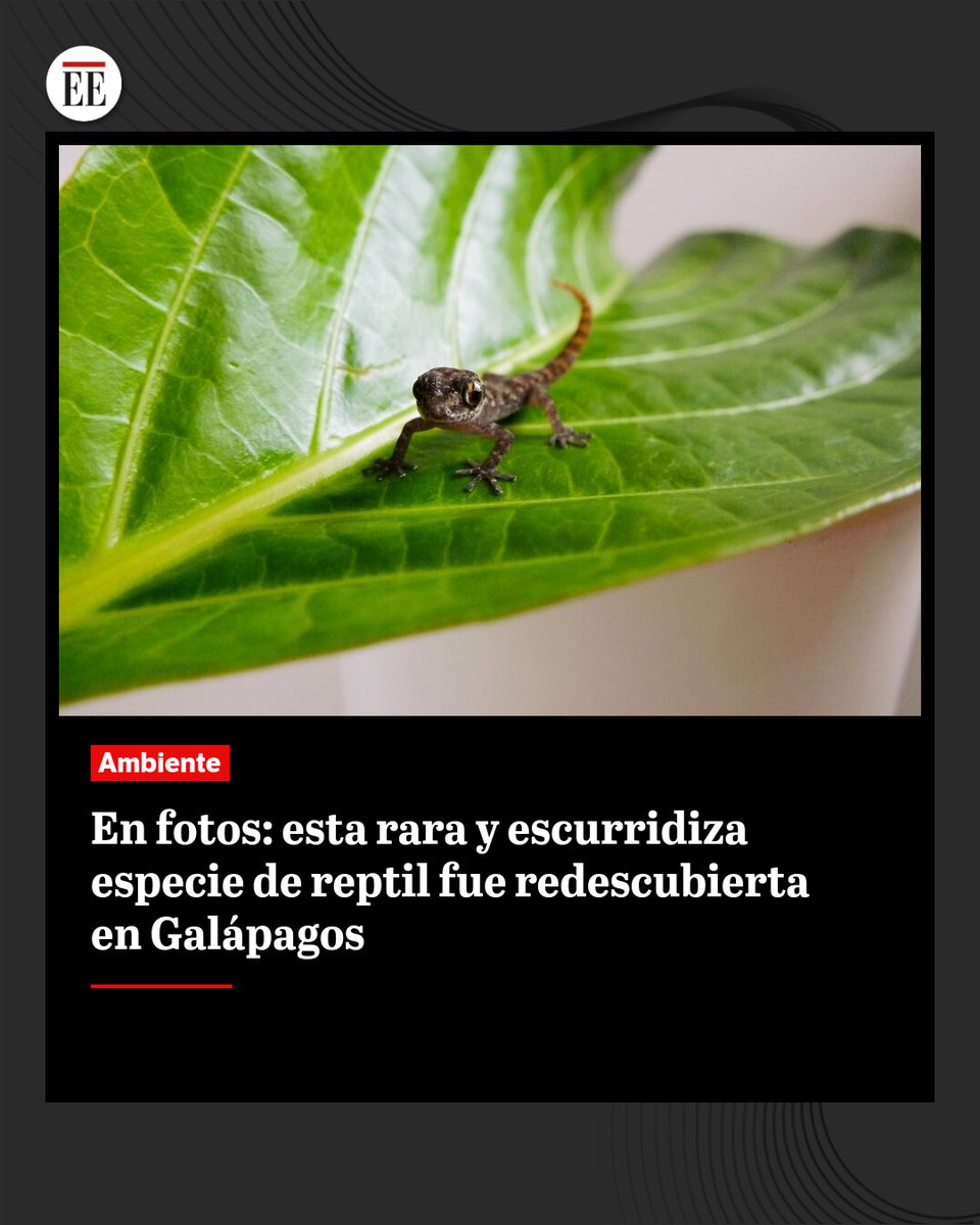 #EE | El redescubrimiento fue posible gracias a que distintas organizaciones eliminaron roedores invasores dañinos del hábitat del reptil.
ok.me/GySM1 👈🔗