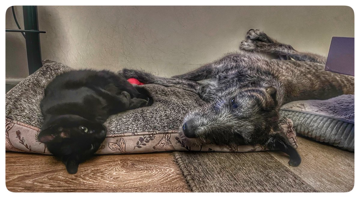flyabout7's tweet image. It’s almost midnight and this is how Lord Ralphington goes to sleep with his rescue pal, Ember the cat.  

Goodnight all. 🐈‍⬛

#AdoptDontShop