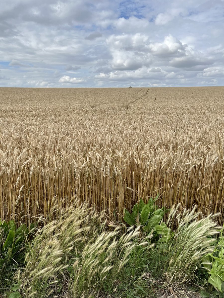 kynohy's tweet image. Wheat and clouds