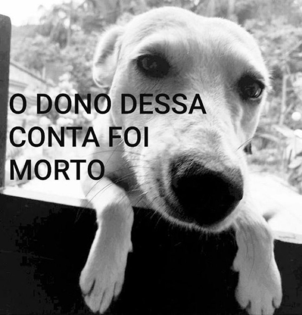 mdnhgts's tweet image. gente a cachorrona chorona morreu