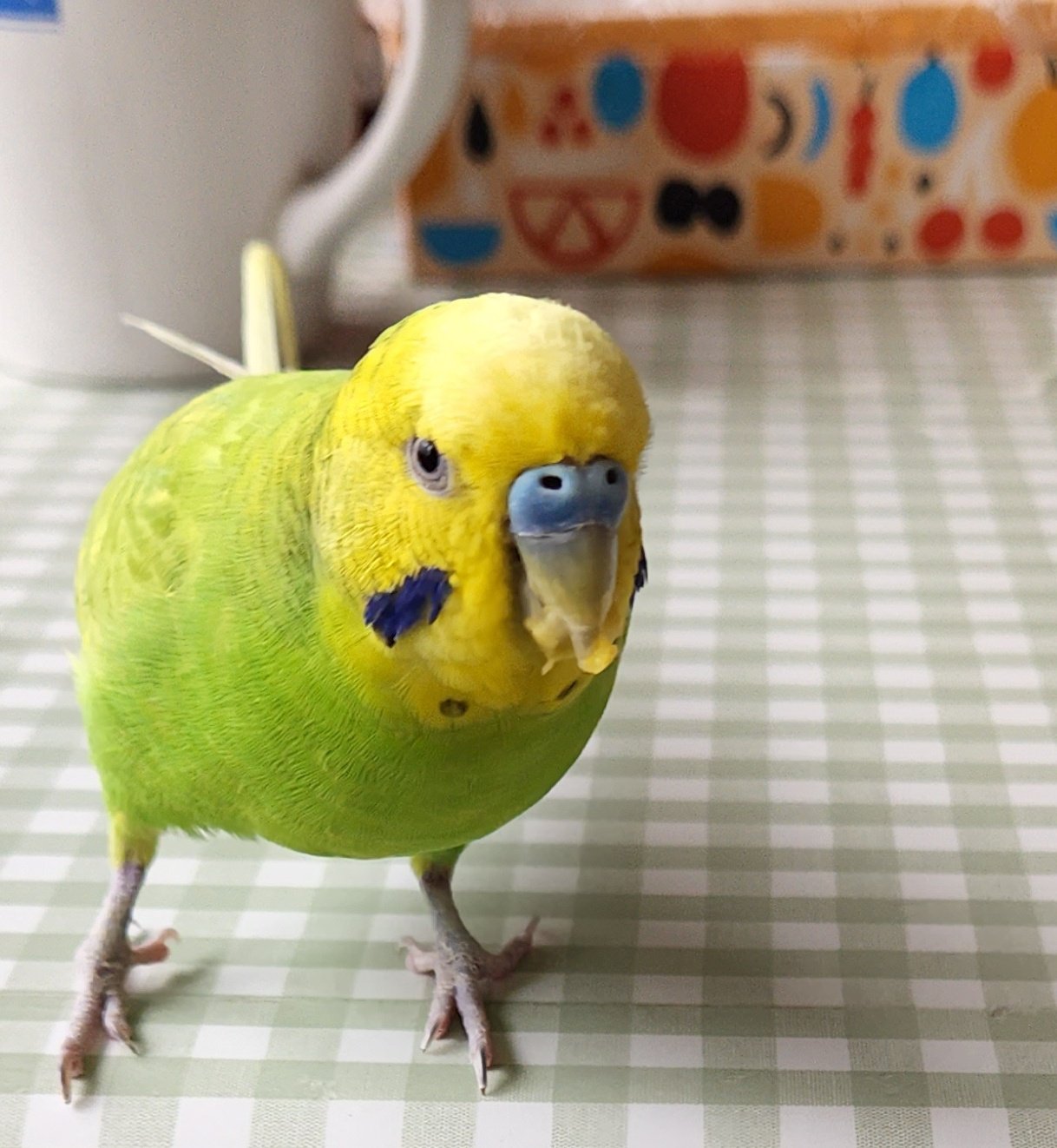 金運インコ sekisei az on X: 