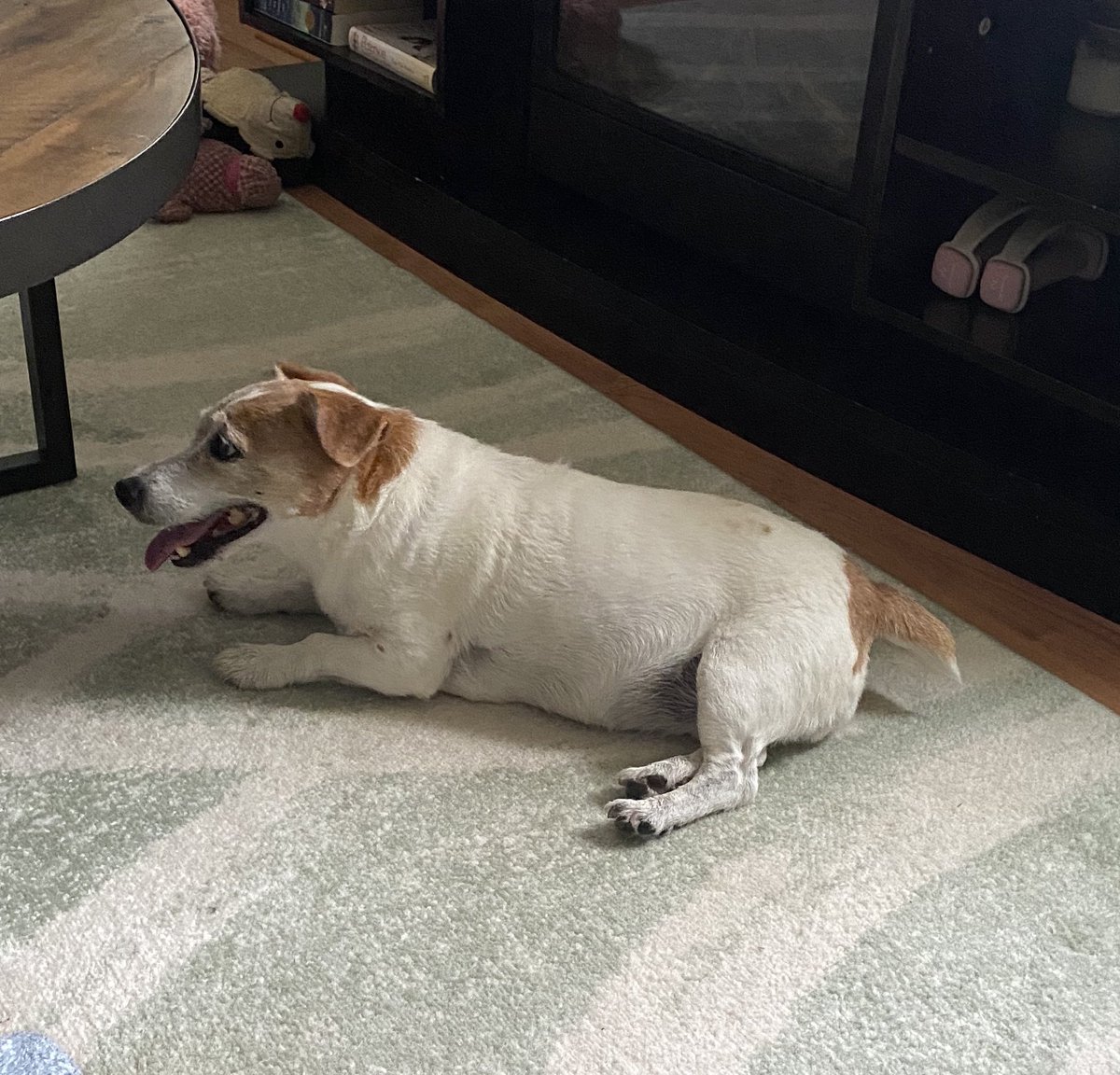 DaisyMaeJack's tweet image. Sorta rainy day so I only got 4 walks today. Dad said dats like over 5 miles. Whatever. 🐾♥️ #nopool #rainy #humid #dogsofX