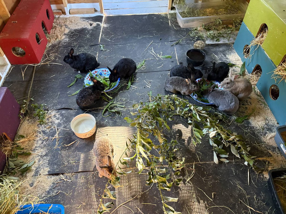 RabbitatsRescue's tweet image. Salad, willow, & hay galore! Our Kindred Farm buns are loving their new barn space & all of these tasty offerings!! 🥬🐰
Not all 🐰s are house rabbits. If you have the space & compassion in your ❤️, host your own small feral bunny colony! Interested? ➡️rabbitats.org/host-rabbitat