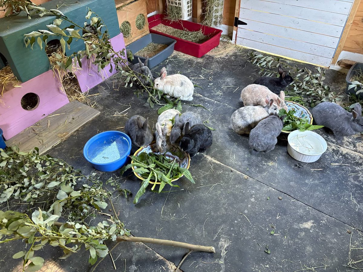 RabbitatsRescue's tweet image. Salad, willow, & hay galore! Our Kindred Farm buns are loving their new barn space & all of these tasty offerings!! 🥬🐰
Not all 🐰s are house rabbits. If you have the space & compassion in your ❤️, host your own small feral bunny colony! Interested? ➡️rabbitats.org/host-rabbitat