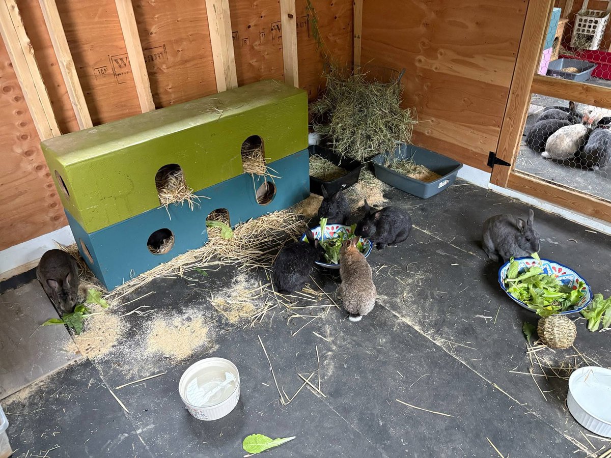 RabbitatsRescue's tweet image. Salad, willow, & hay galore! Our Kindred Farm buns are loving their new barn space & all of these tasty offerings!! 🥬🐰
Not all 🐰s are house rabbits. If you have the space & compassion in your ❤️, host your own small feral bunny colony! Interested? ➡️rabbitats.org/host-rabbitat