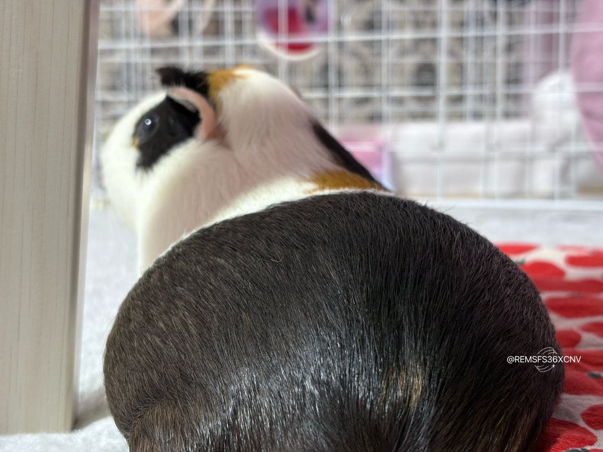 REMSFS36XCNV's tweet image. でェェエ〜〜ん