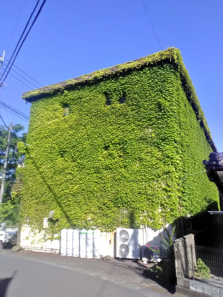 akakirisima812's tweet image. おはようブルー共!
今日は緑の日じゃないけど...
近所にある葉っぱハウス🌿
最初はそうでも無かったんだけど、いつの間にかツタだらけに💦
廃墟かと思いきや...ちゃんと住んでるよ(笑)