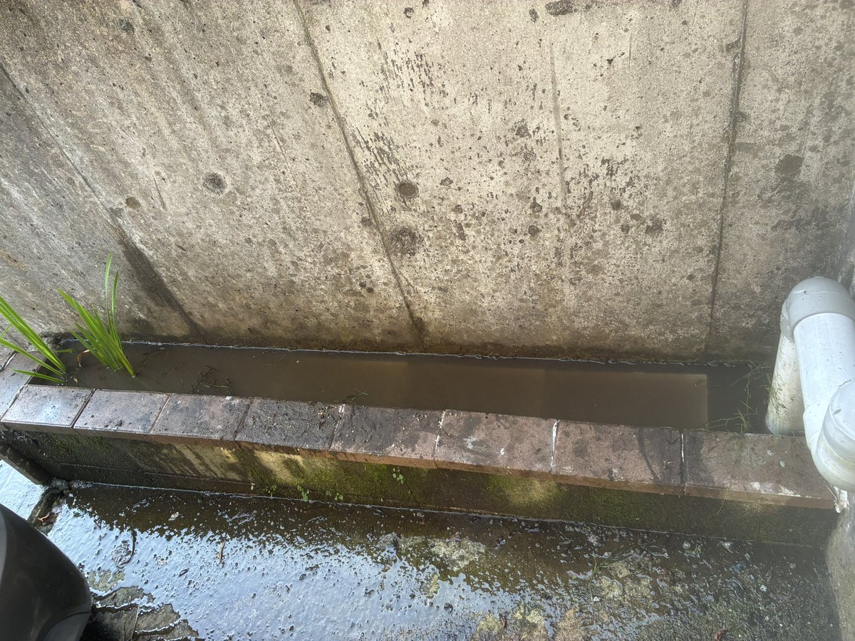 rfallax's tweet image. 駐車場の湧水を利用して池を作ったまでは良いのですが、冬にあれだけ出ていた湧水の量が夏に少なくなる謎の現象。
とはいえメダカや睡蓮が干からびては困るので池の底の泥をすくってプラ製の箱を埋めることにしました。
これで12cm以上の水位が確保できます。
なお、湧水の水は夏冷たく冬暖かいです。