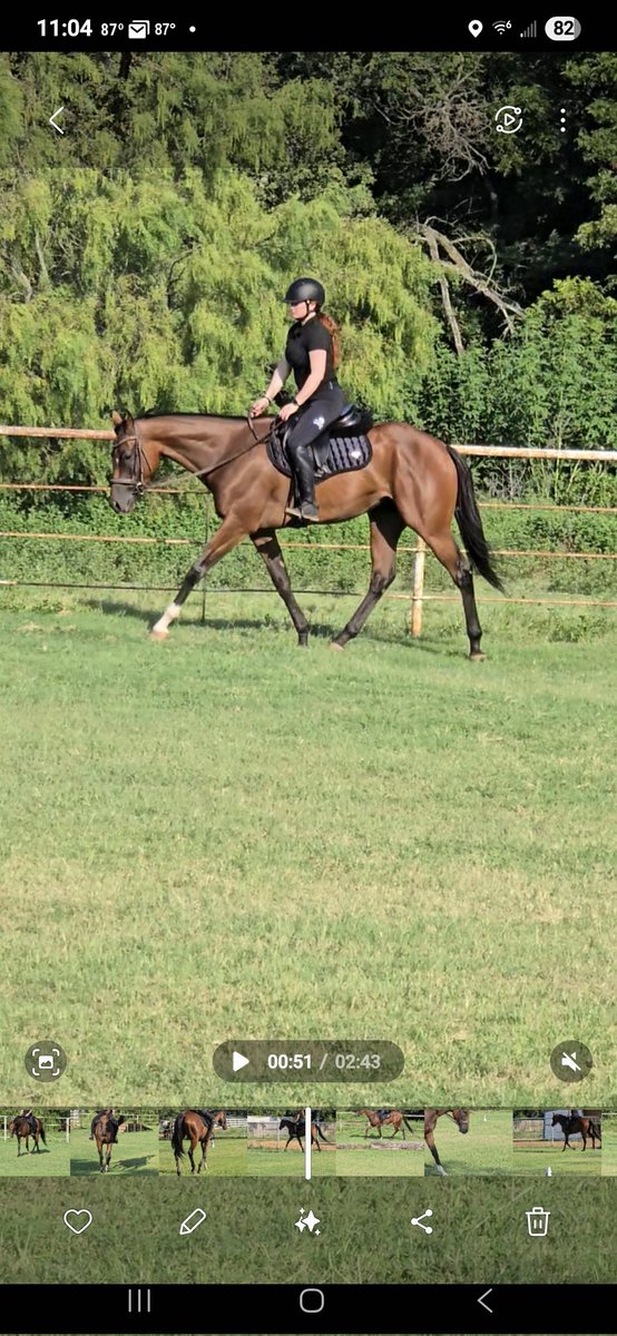 Remember Me (@remembermeottb) on Twitter photo If I knew how to make the sexy whistle noise, I would. Scooter's Honor was too sexy to be a racehorse, so her connections asked us to find her a second career. She is available for adoption at <a href="/RememberMeOTTB/">Remember Me</a> in Burleson, Tx. If I knew how to make the sexy whistle noise, I would. Scooter's Honor was too sexy to be a racehorse, so her connections asked us to find her a second career. She is available for adoption at <a href="/RememberMeOTTB/">Remember Me</a> in Burleson, Tx.