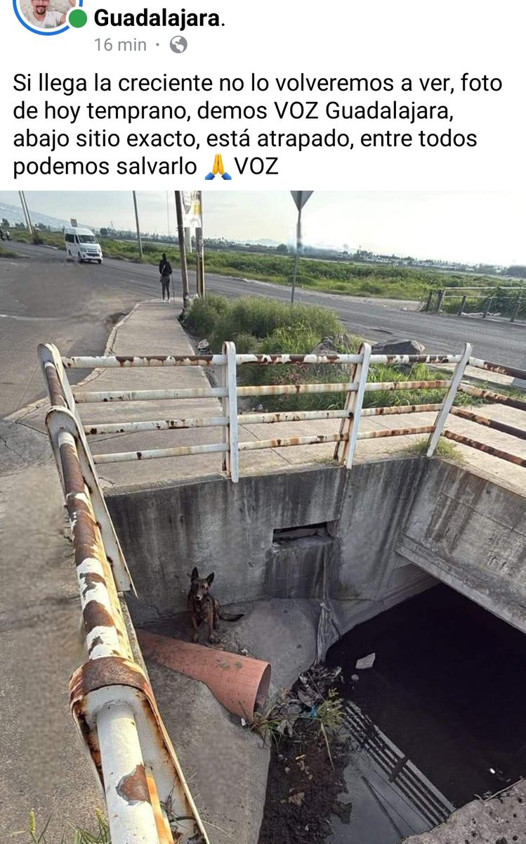 Abogado Animalista (@licanimalista) on Twitter photo URGE su RESCATE <a href="/GerardoQuirinoV/">Gerardo Quirino</a> <a href="/GobTlajomulco/">Gobierno Tlajomulco</a> esté perrito se encuentra atrapado en avenida Adolf B. Horn y Calle Javier Mina 5501, 45654 La Unión del Cuatro, Jal. Municipio de Tlajomulco de Zúñiga. URGE su RESCATE <a href="/GerardoQuirinoV/">Gerardo Quirino</a> <a href="/GobTlajomulco/">Gobierno Tlajomulco</a> esté perrito se encuentra atrapado en avenida Adolf B. Horn y Calle Javier Mina 5501, 45654 La Unión del Cuatro, Jal. Municipio de Tlajomulco de Zúñiga.
