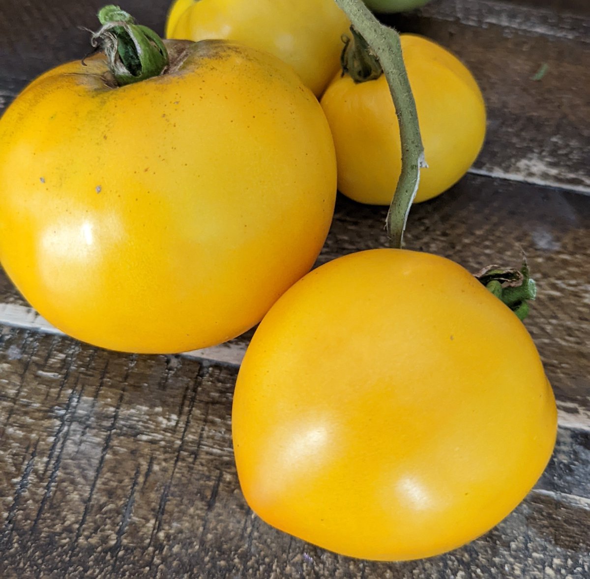 Banjo761's tweet image. Yellow tomatoes are hitting their stride. 
#GardenPoast