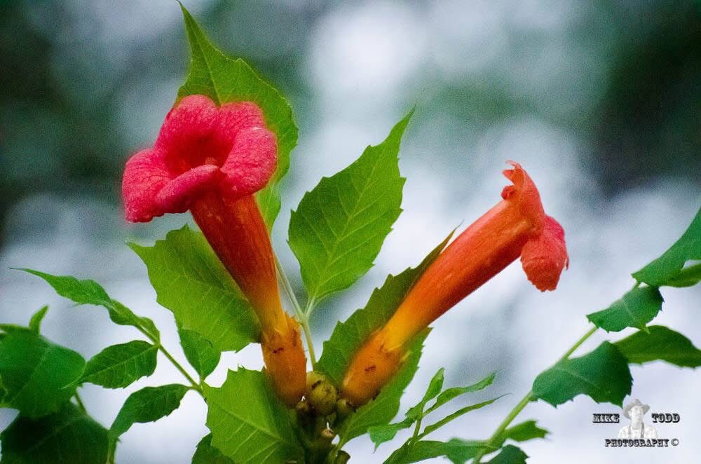 MikeToddRealMi1's tweet image. Plant Life