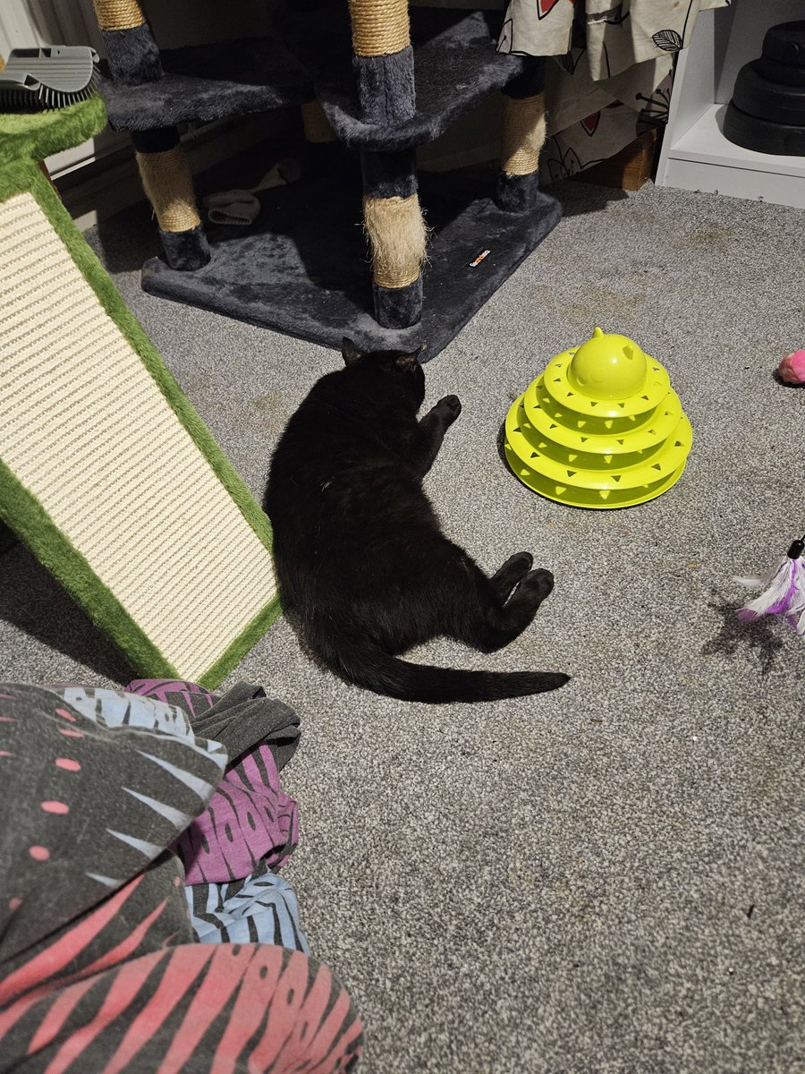 HurricaneHam's tweet image. Just laying around.