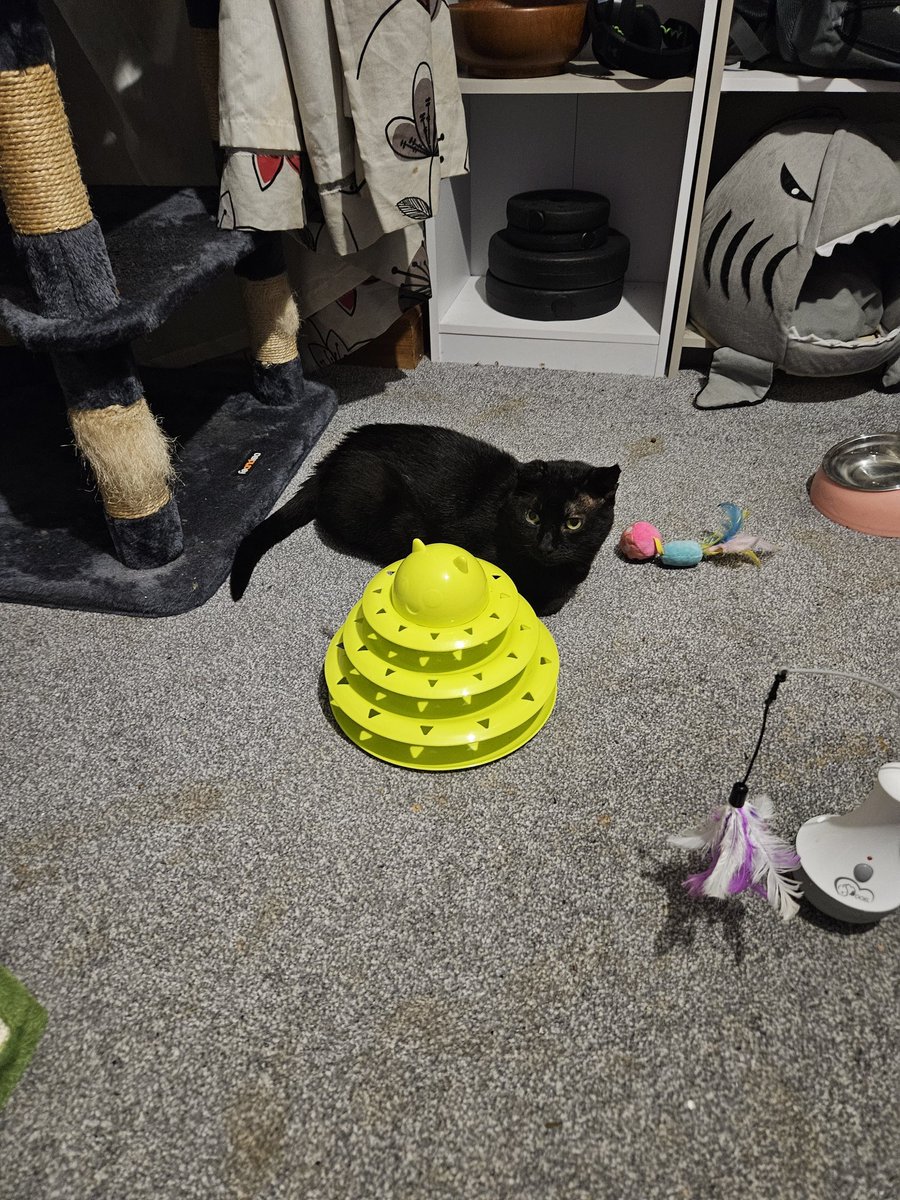 HurricaneHam's tweet image. Just laying around.
