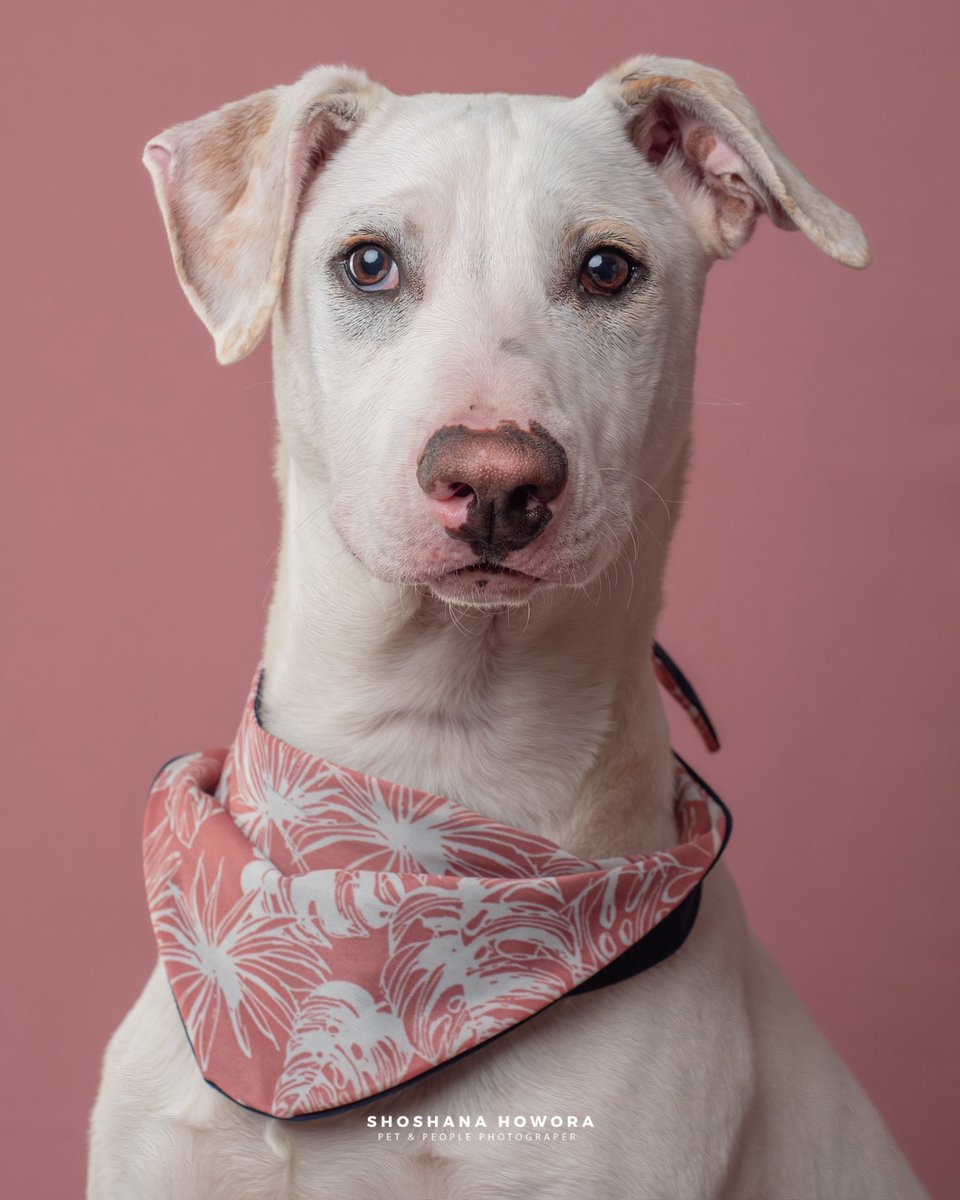 H_Limoneros's tweet image. Me obsesiona tomarme fotos con mis peludos🥹vean lo hermoso que se ha puesto Coco! Me encariñé mucho con el, pero al fin llegó su día!! Un día que no entendía por qué nada más no llegaba, por qué nadie preguntaba por él si tiene una carita preciosa y una mirada muy dulce… pero a…