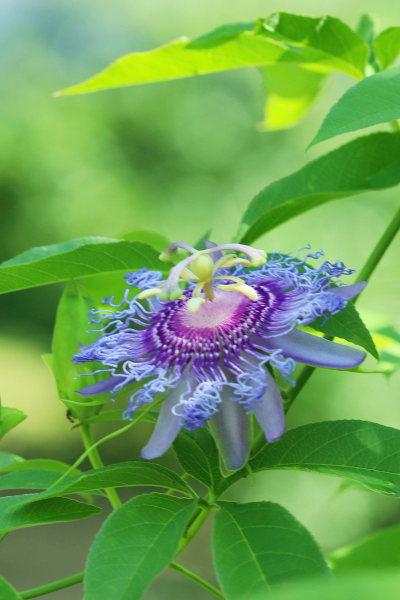 MaririnSiga's tweet image. おはようございます
今週も良い日々でありますよう
#時計草（7.12日）