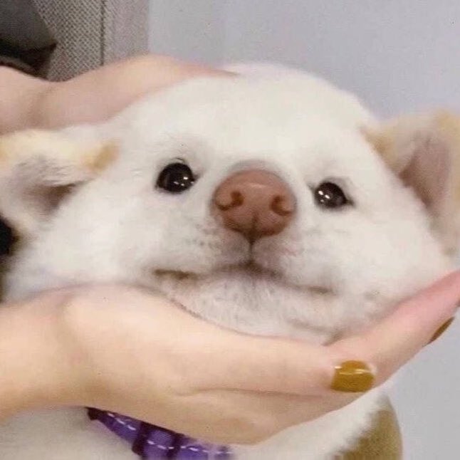 puppyhueka's tweet image. 