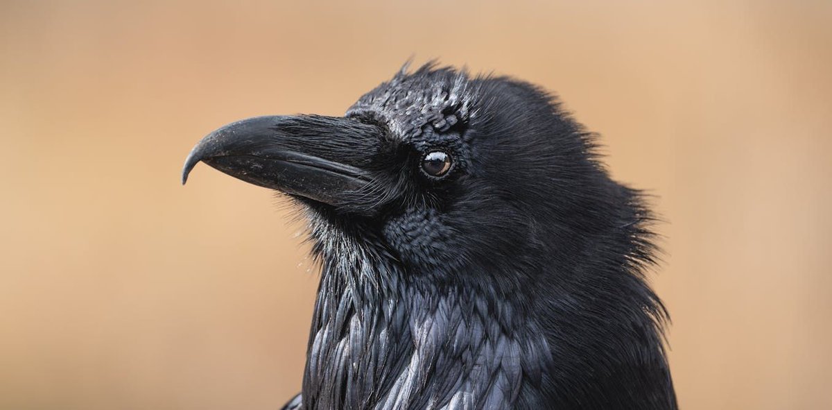CHASS_Aus's tweet image. Mythical, slippery, shapeshifting: Grief is the Thing With Feathers transforms tragedy into literature
buff.ly/Sbc0TfS