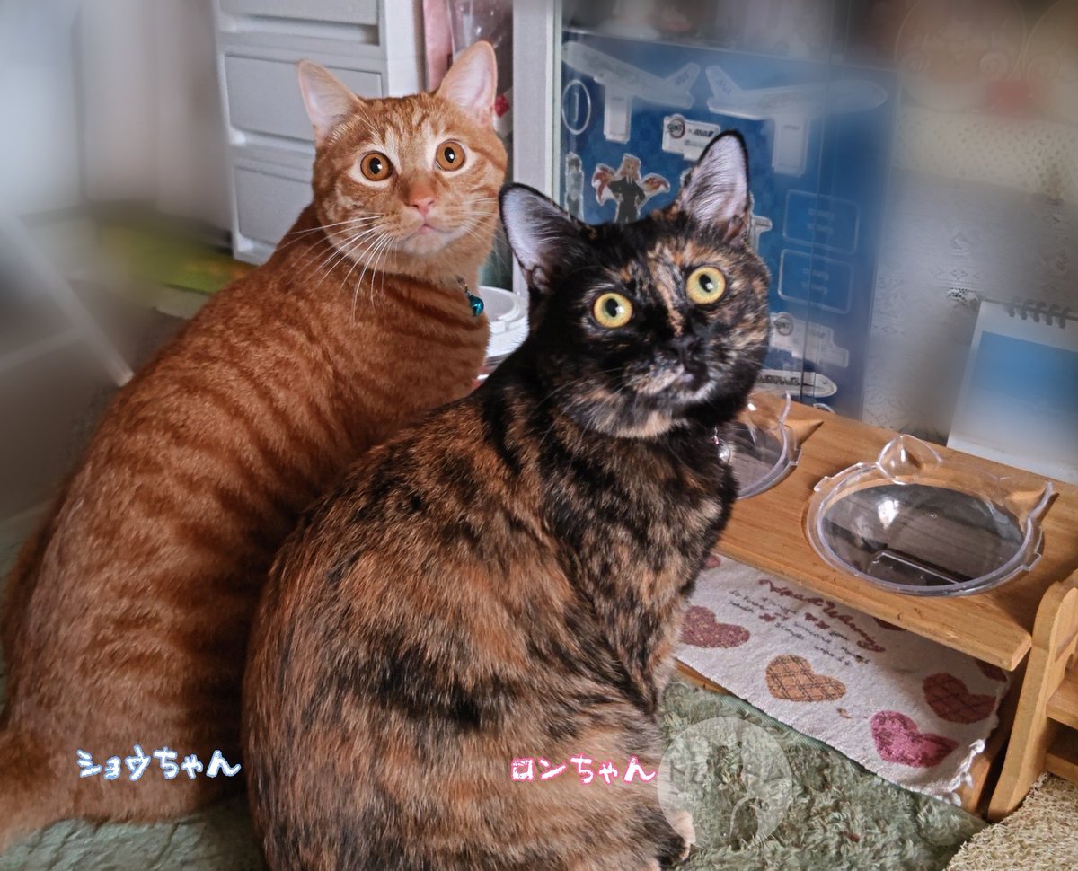 おはようございます😽
ごはんごはん🍽️🐟️🎶
しっかり食べてしっかり睡眠とって
夏を乗りきろうね💪🌊🌴🌞😎

#sippoわんにゃんアクション7月
（🗓️7/30まで）
#保護猫を家族に