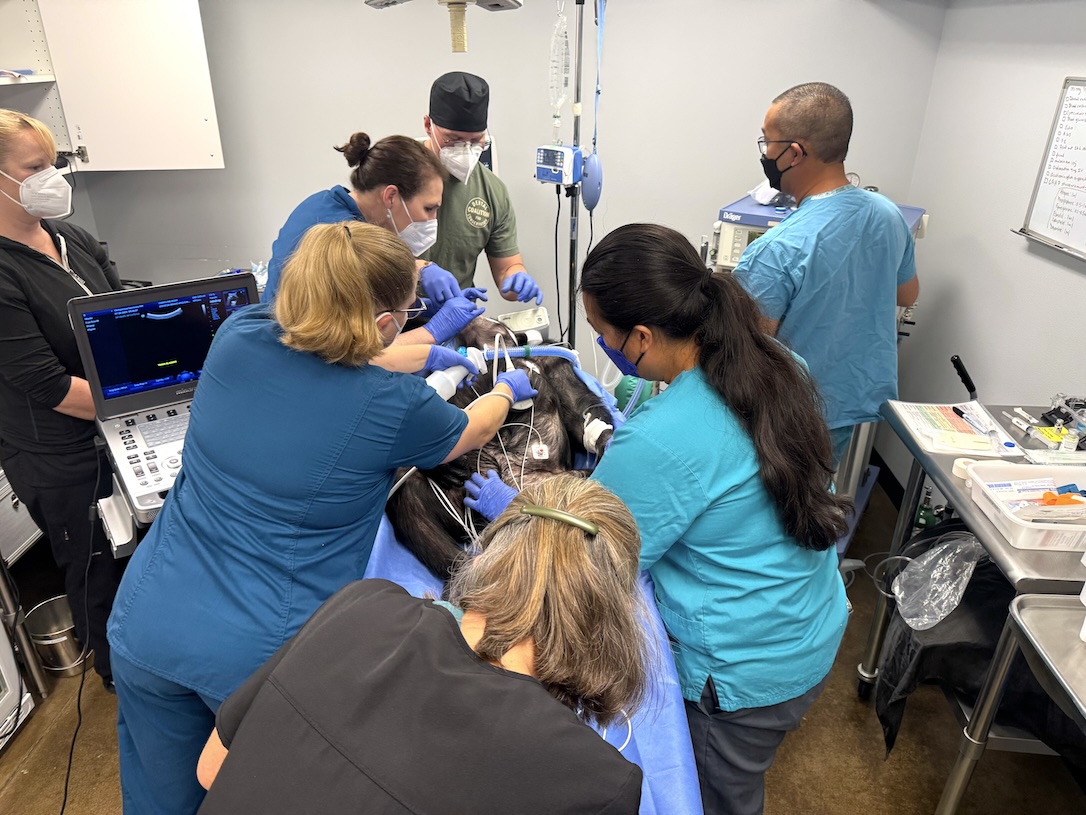 ChimpSanctuary's tweet image. Missy&apos;s Trip to the Clinic -  chimpsnw.org/2025/07/missys…
