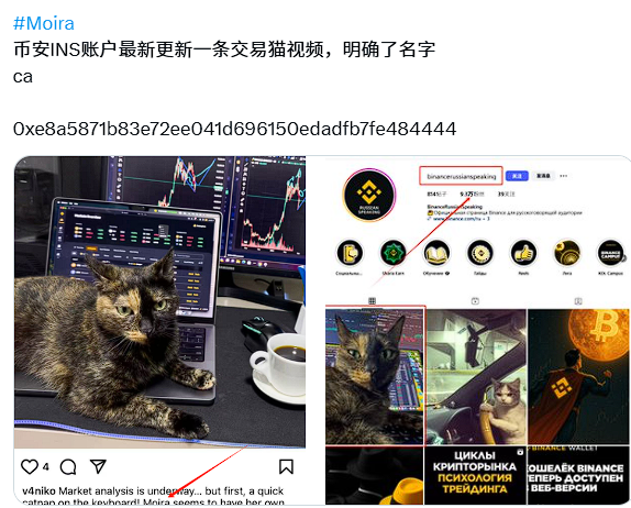Moira_BSC's tweet photo. 币安发的猫，名字就是叫做moira， bsc流动性慢慢恢复了，这只猫现在市值2w， 等待被挖掘，确实明确的名字 #moira 0xe8a5871b83e72ee041d696150edadfb7fe48444 https://t.co/MknbDsp32b