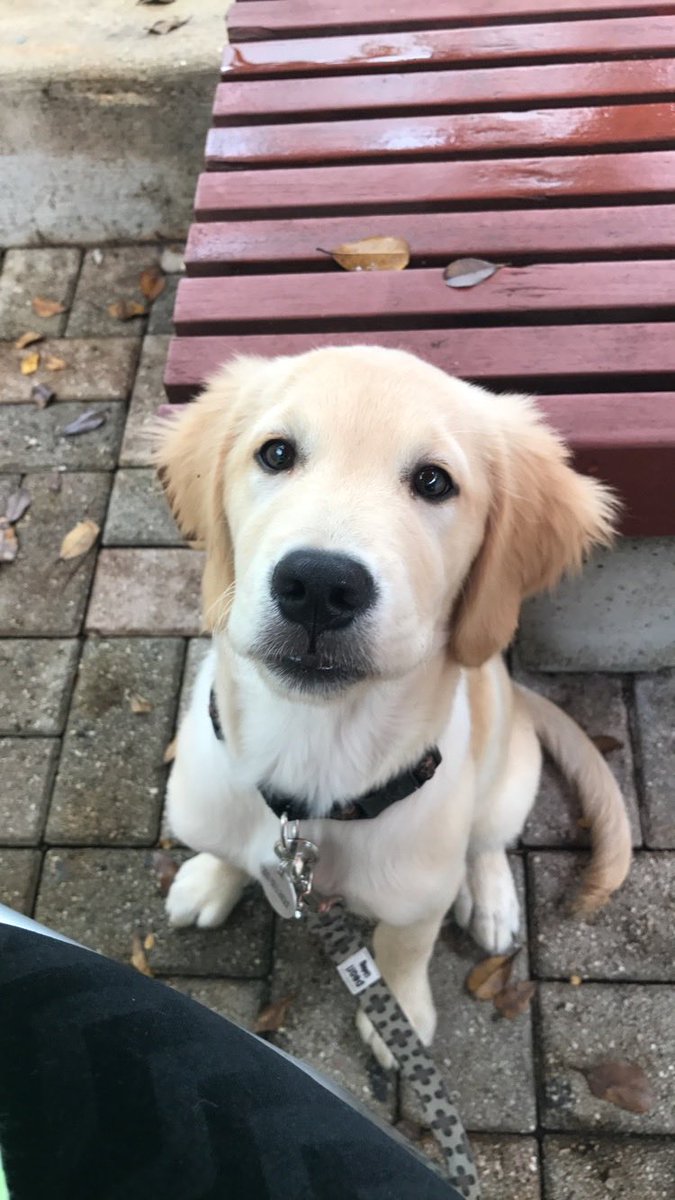 realf_inlegacy's tweet image. i can’t believe i’m asking for help but i’m swallowing my pride and begging you guys to help my dog

harley is my whole life. i got her when my grandma (who raised me) passed away and named her after her - Harley Rose. Rose is my grandmas name, and she always used to joke with us…