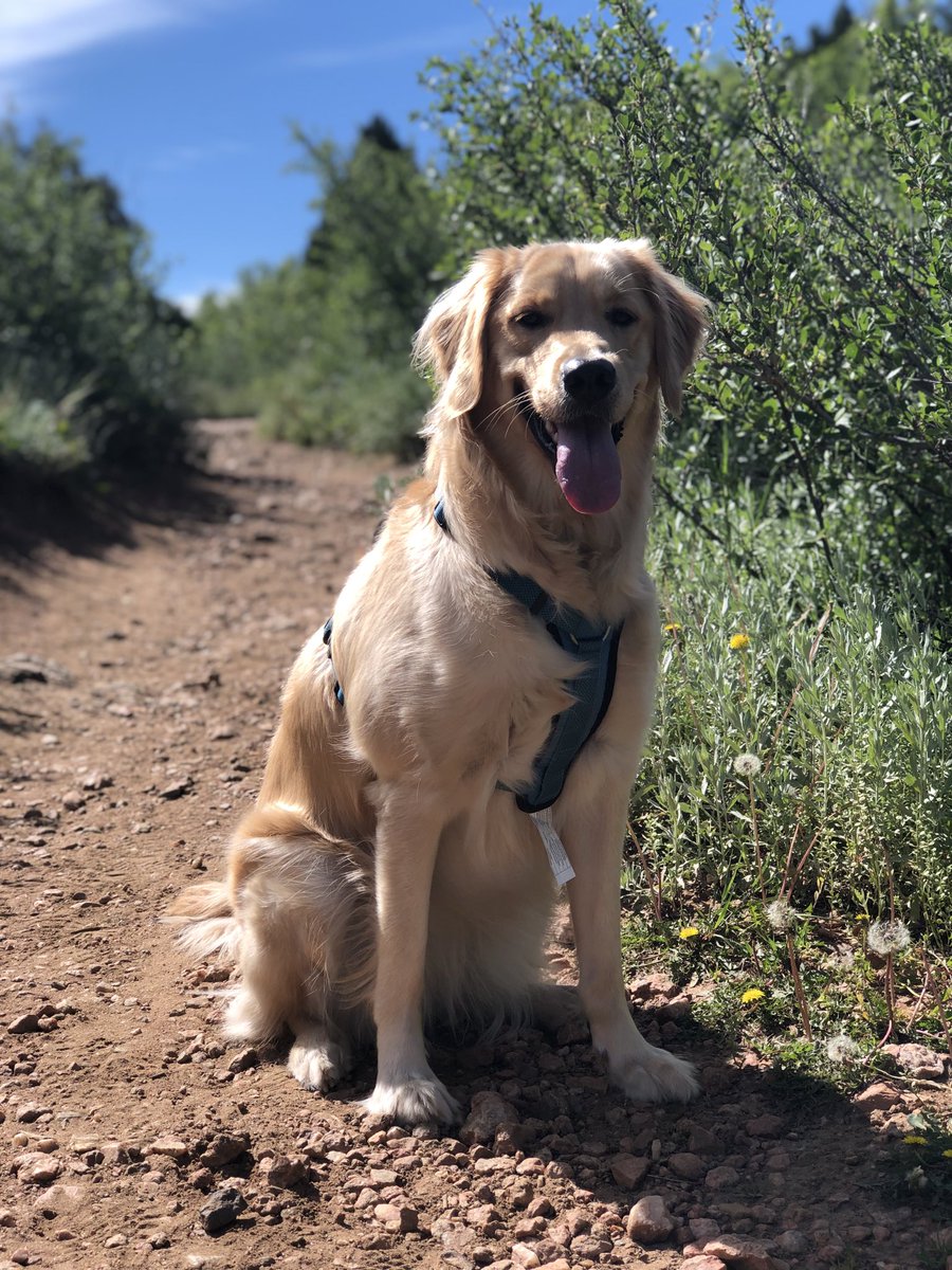 realf_inlegacy's tweet image. i can’t believe i’m asking for help but i’m swallowing my pride and begging you guys to help my dog

harley is my whole life. i got her when my grandma (who raised me) passed away and named her after her - Harley Rose. Rose is my grandmas name, and she always used to joke with us…