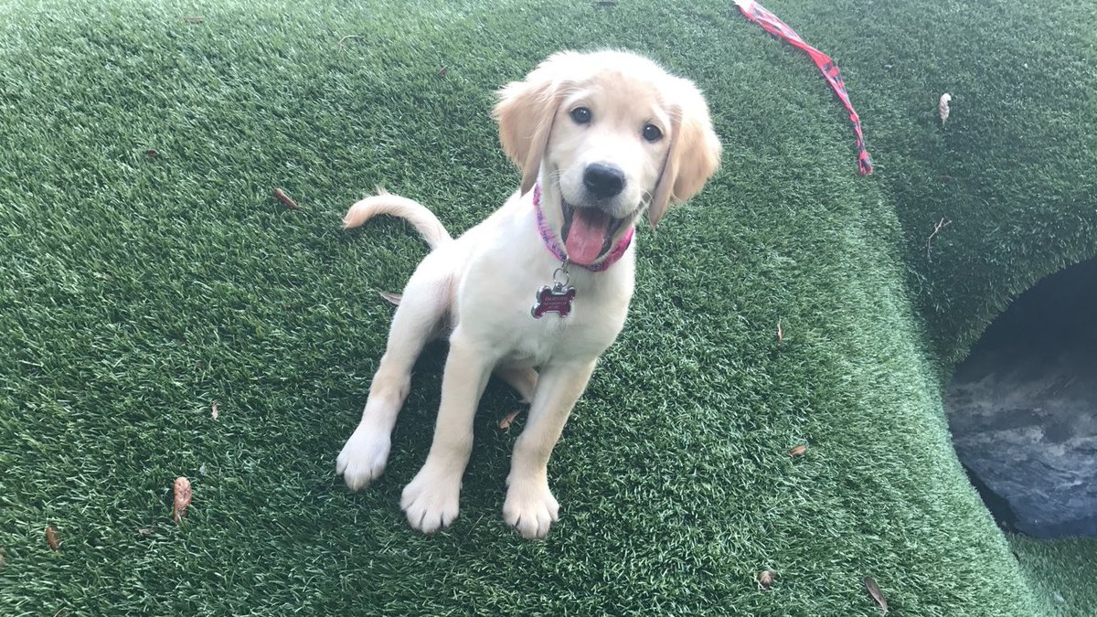 realf_inlegacy's tweet image. i can’t believe i’m asking for help but i’m swallowing my pride and begging you guys to help my dog

harley is my whole life. i got her when my grandma (who raised me) passed away and named her after her - Harley Rose. Rose is my grandmas name, and she always used to joke with us…