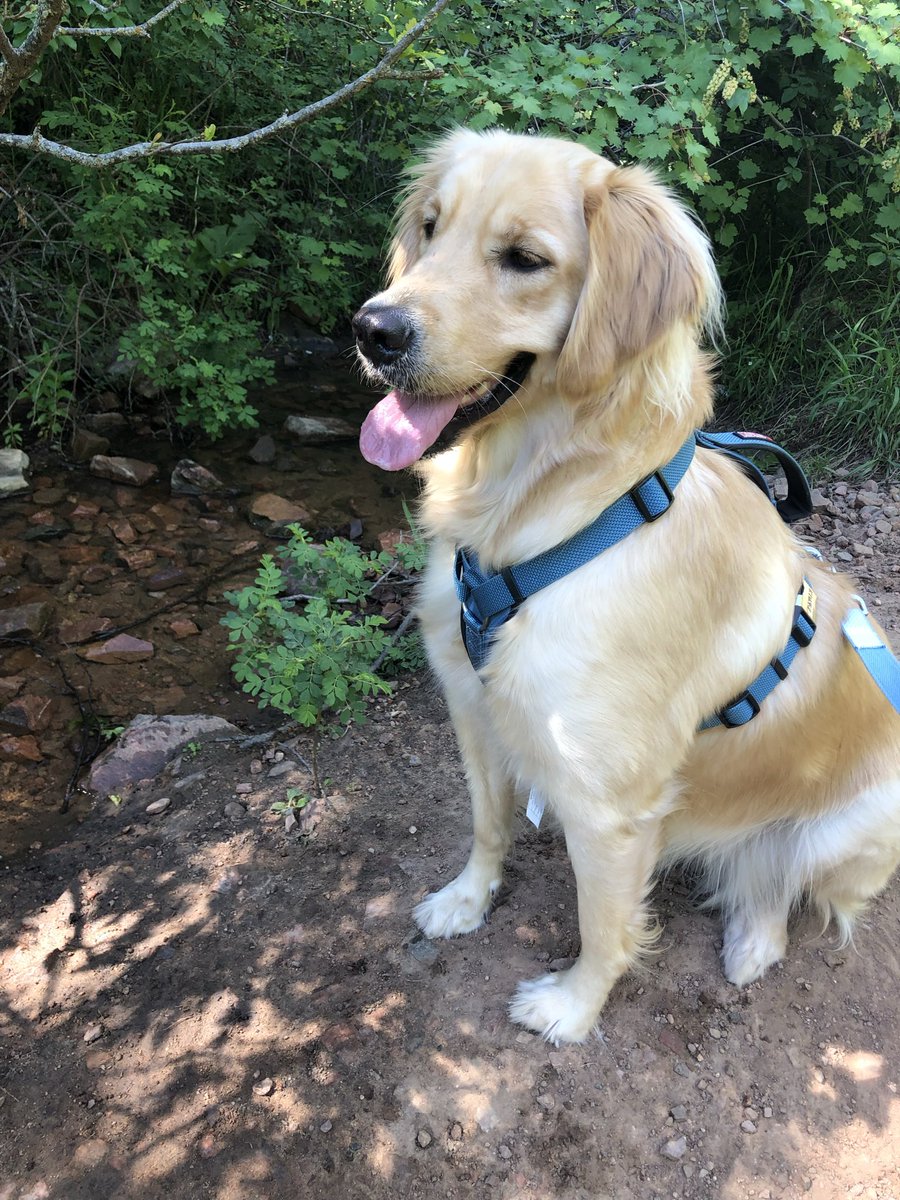 realf_inlegacy's tweet image. i can’t believe i’m asking for help but i’m swallowing my pride and begging you guys to help my dog

harley is my whole life. i got her when my grandma (who raised me) passed away and named her after her - Harley Rose. Rose is my grandmas name, and she always used to joke with us…