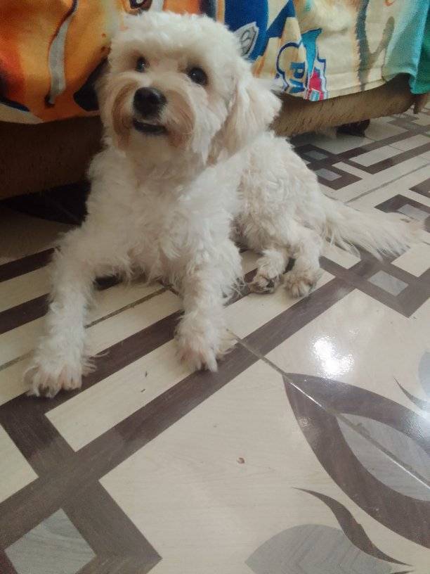 #PERDIDA  #GUAYAQUIL
Nombre: #Mia
Fecha: 2025-07-11
Sector: Norte, sector cerca de la Brahma 
Sexo: Hembra
Raza: Un poco lanuda
Observación: Es color piel y patitas color rojizas 
Contacto: 0995652298
¡Ayúdalo a volver con su familia!
 #AlertaMePerdí