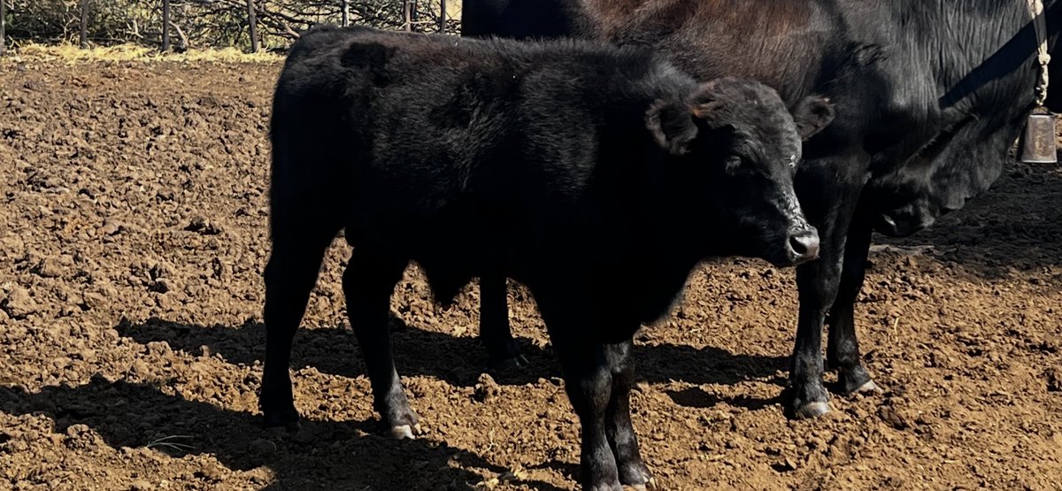 MeatmasterBW's tweet image. Not the first time am posting this image of an F1 AnGus here as I keep going back to it to remind me that my AnGus project is a very long canvas on which I have only two colors to paint, Black & Red. This is what an AnGus bull does on a Tswana type heifer. Black, polled and…