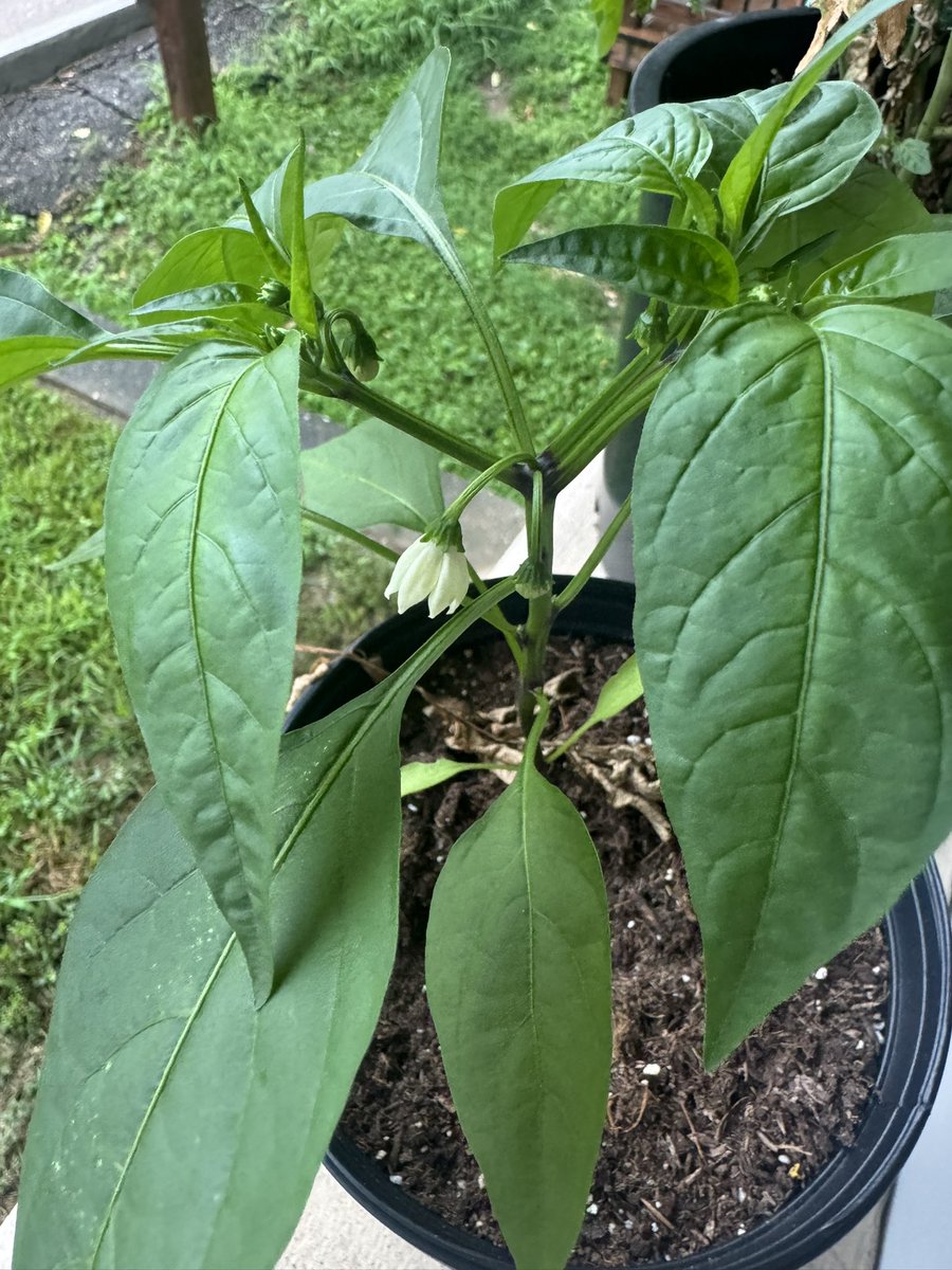 a_guidarelli's tweet image. My pepper plant is flowering 👀