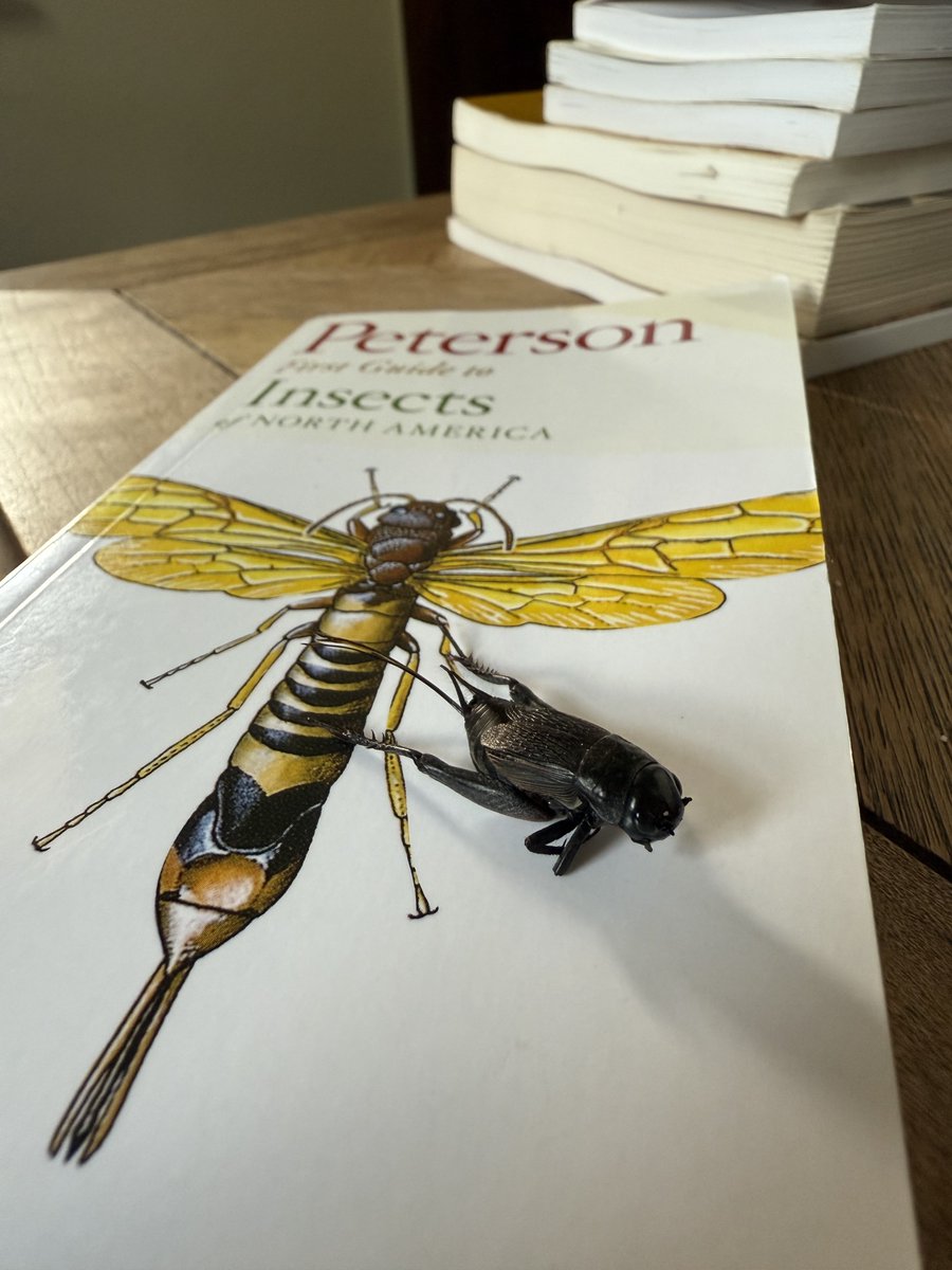 interstate4010's tweet image. Cricket