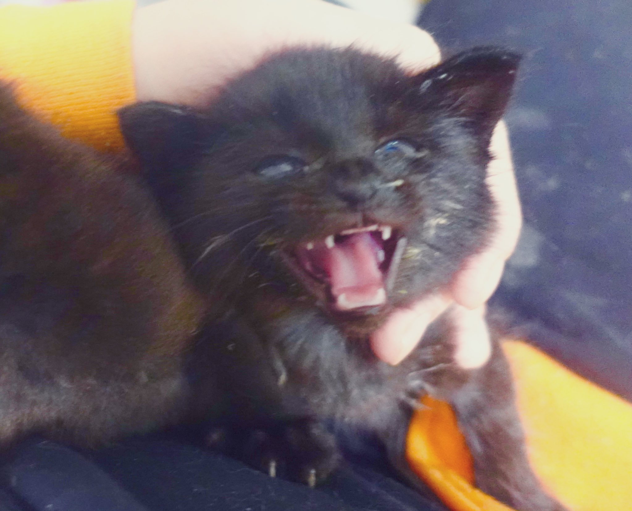 ねこかます on X: 