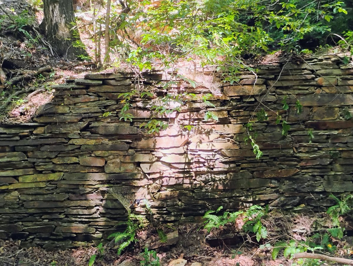 NotImportant75's tweet image. Strange things in the woods.