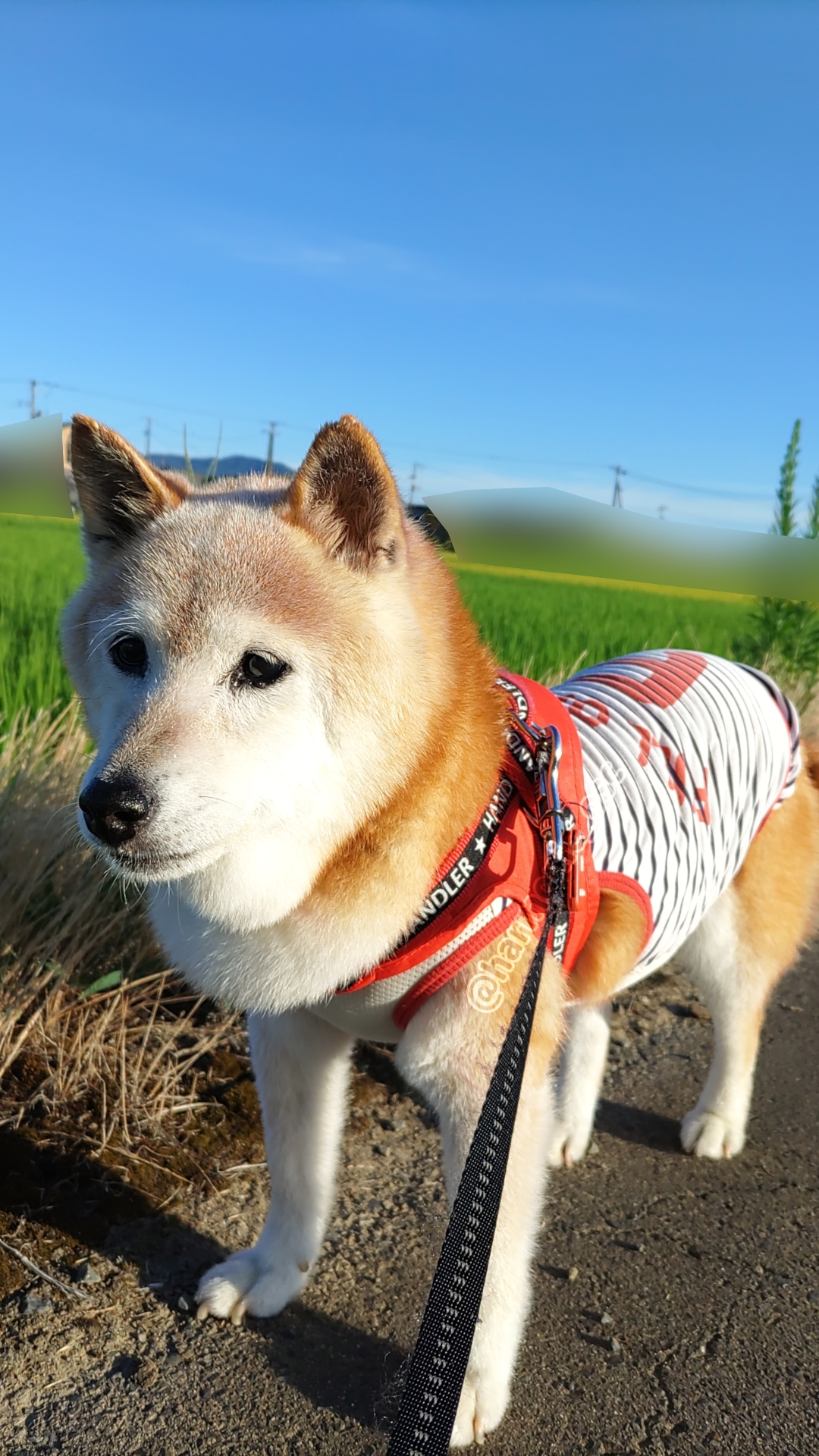 yqyさん　成犬 成犬のチワワ(ロングコート)を探す｜ブリーダーナビ