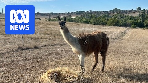 HumanisingMen's tweet image. Dog-attack death of beloved llama sparks call to beef up rangers' powers abc.net.au/news/2025-07-2… #dog #attack #llama